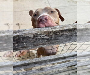 Ricochet - Male American Pit Bull Terrier-Unknown Mix Dog for Adoption - Photo #4