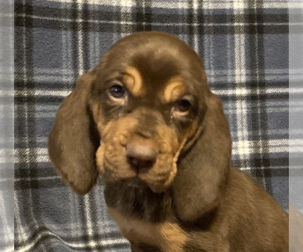 Medium Photo #2 Bloodhound Puppy For Sale in FORT MORGAN, CO, USA