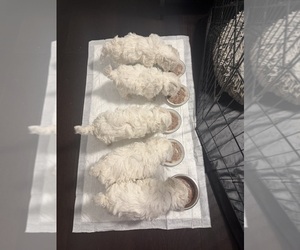 Bichon Frise Puppy for sale in GLEN ALLEN, VA, USA