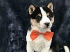 Small Photo #7 Shiba Inu Puppy For Sale in ELDORA, PA, USA