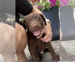 Small #2 Chesapeake Bay Retriever