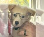 Small Great Pyrenees Mix