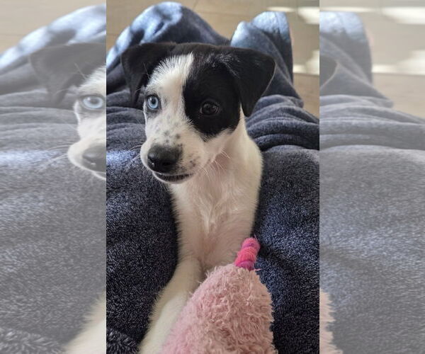 Medium Photo #3 Border Collie Puppy For Sale in Rosenberg, TX, USA