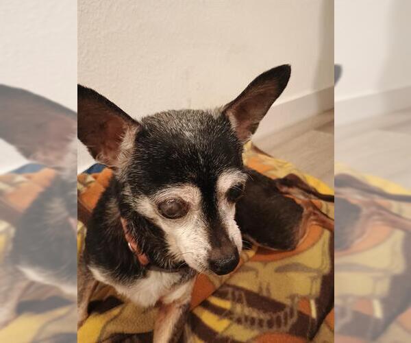 Medium Photo #1 Chihuahua Puppy For Sale in San Antonio, TX, USA