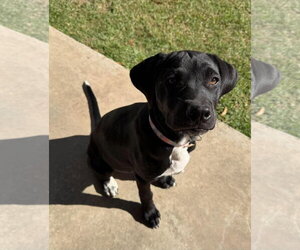 Claire- snuggly sister to Cleo - Female Labrador Retriever-Unknown Mix Dog for Adoption - Photo #2