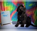 Small Photo #1 Goldendoodle Puppy For Sale in DICKSON, TN, USA