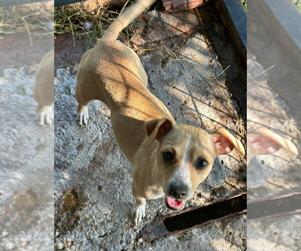 Medium Photo #2 Chihuahua-Unknown Mix Puppy For Sale in Oak Bluffs, MA, USA
