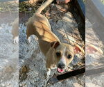 Small #1 Chihuahua Mix