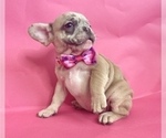 Small Photo #5 French Bulldog Puppy For Sale in ATHERTON, CA, USA