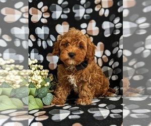 Cavapoo Puppy for sale in BIRD IN HAND, PA, USA