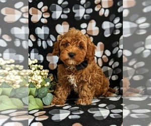 Medium Cavapoo