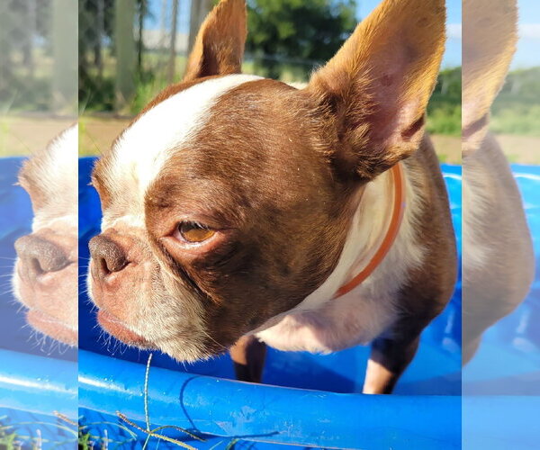 Medium Photo #3 Boston Terrier Puppy For Sale in Little Elm, TX, USA
