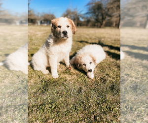 Akbash Dog-Great Pyrenees Mix Puppy for sale in INDEPENDENCE, OR, USA