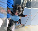 Small American Pit Bull Terrier