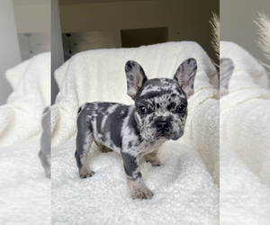 French Bulldog Puppy for sale in SACRAMENTO, CA, USA