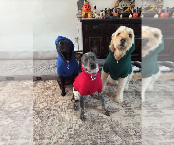 Medium Photo #8 Mutt Puppy For Sale in Brewster, NY, USA