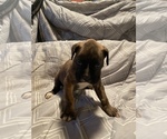 Puppy 6 Boxer