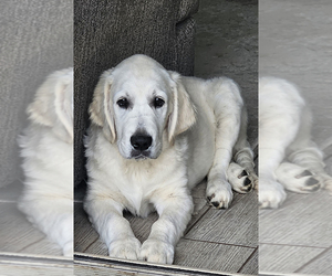 English Cream Golden Retriever Puppy for sale in GILBERT, AZ, USA