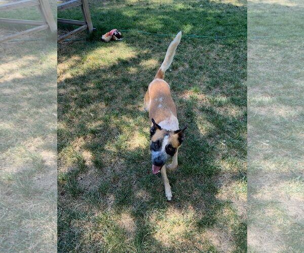 Medium Photo #3 Mutt Puppy For Sale in Sandy, UT, USA