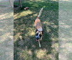 Small #2 Mutt