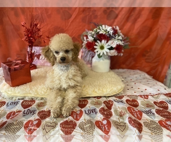 Medium Photo #3 Poodle (Toy) Puppy For Sale in WINSTON SALEM, NC, USA