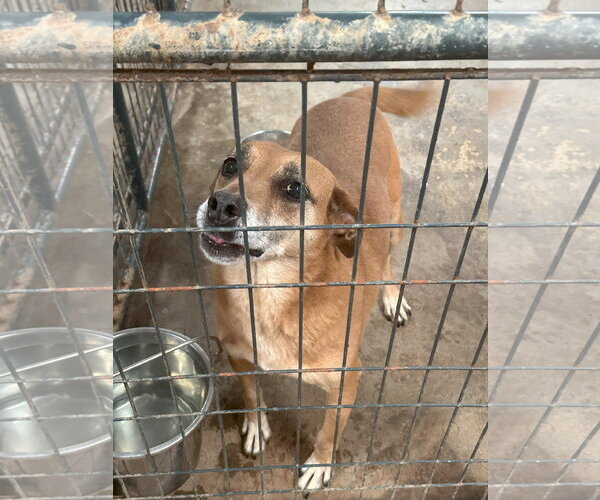Medium Photo #4 Mutt Puppy For Sale in Jackson, MS, USA