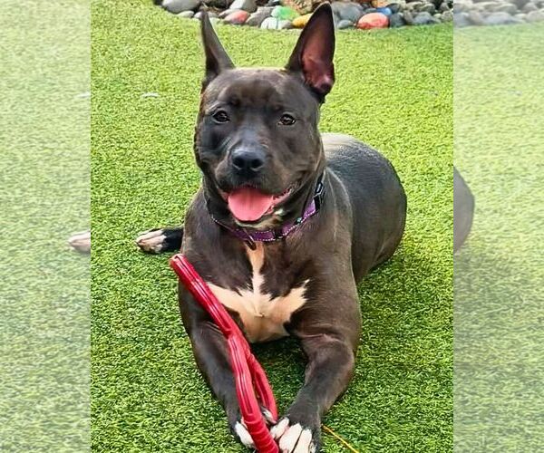 Medium Photo #13 Mutt Puppy For Sale in Pompano Beach , FL, USA