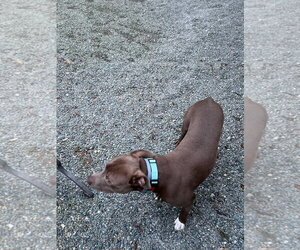 ALLEN J - Male Mutt Dog for Adoption - Photo #5