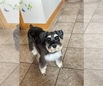 Small #3 Schnauzer (Miniature)
