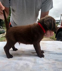 Labrador Retriever Puppy for sale in MAYSLICK, KY, USA