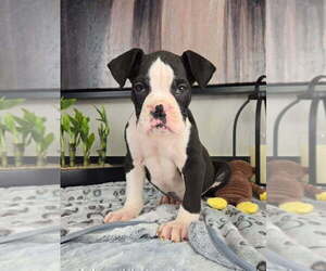 Boxer Puppy for sale in FRANKLIN, IN, USA