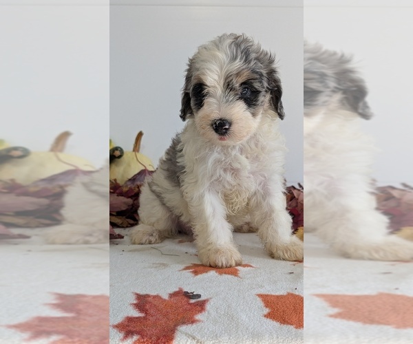Medium Photo #46 Schnoodle (Miniature) Puppy For Sale in GOSHEN, IN, USA