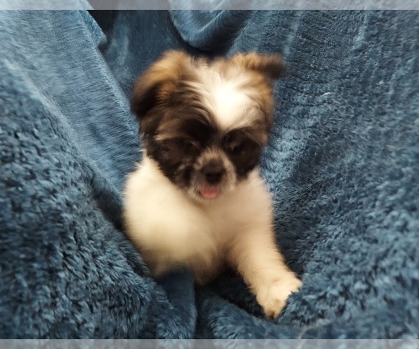 Medium Photo #2 Shih Tzu Puppy For Sale in THE WOODLANDS, TX, USA