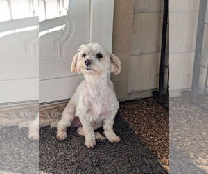 Maltese Dogs for adoption in Spring, TX, USA