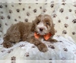 Small #4 Cockapoo (Miniature)