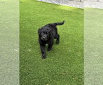 Small #5 Goldendoodle