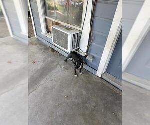 Boston Terrier-Unknown Mix Dogs for adoption in San Antonio, TX, USA