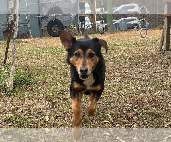 Medium Photo #6 English Shepherd-Unknown Mix Puppy For Sale in Anniston, AL, USA