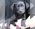 Small #1 Labrador Retriever Mix