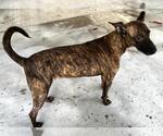 Small #1 Plott Hound Mix