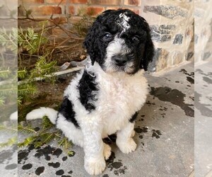 Bernedoodle Puppy for sale in CONESTOGA, PA, USA