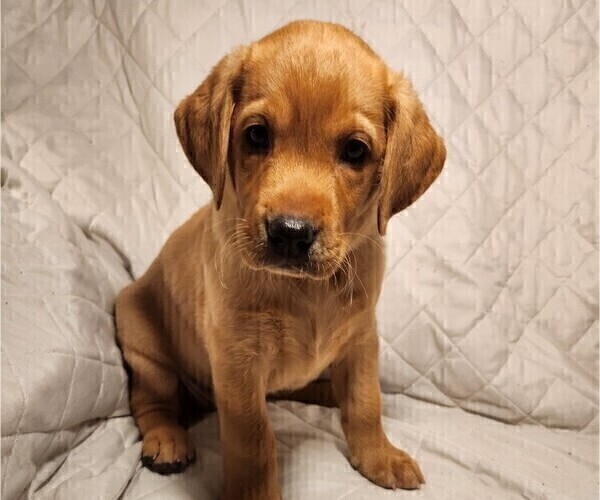 Medium Photo #50 Labrador Retriever Puppy For Sale in BUFFALO, NY, USA