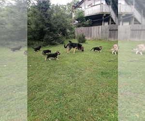 German Shepherd Dog Puppy for sale in MOUNT VERNON, OH, USA