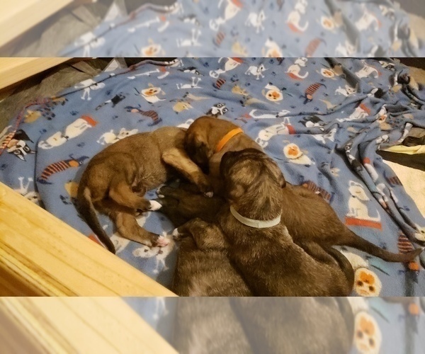 Medium Photo #7 Irish Wolfhound Puppy For Sale in ANN ARBOR, MI, USA