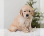 Small #3 Golden Retriever