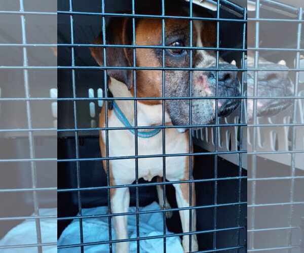 Medium Photo #7 Boxer Puppy For Sale in Burnsville, MN, USA
