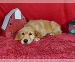 Small Photo #3 Golden Retriever Puppy For Sale in COLORADO SPRINGS, CO, USA
