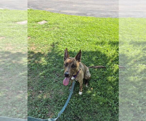Medium Photo #1 Mutt Puppy For Sale in Elmsford, NY, USA
