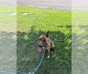 Mutt Dogs for adoption in Elmsford, NY, USA