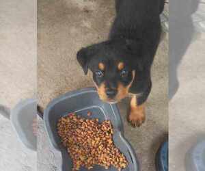 Rottweiler Puppy for sale in COLLINS, GA, USA